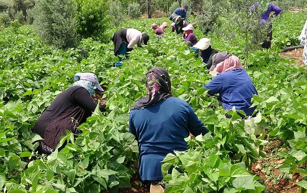 Açık alanda toplanan ilk ürünler yüksek fiyatla alıcı buldu