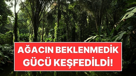 Brezilya’da Bir Ağacın Beklenmedik Gücü Keşfedildi! Hastalığa Karşı Umut Veriyor