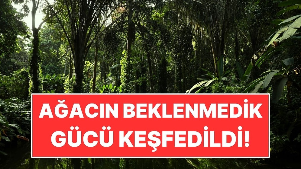 Brezilya’da Bir Ağacın Beklenmedik Gücü Keşfedildi! Hastalığa Karşı Umut Veriyor