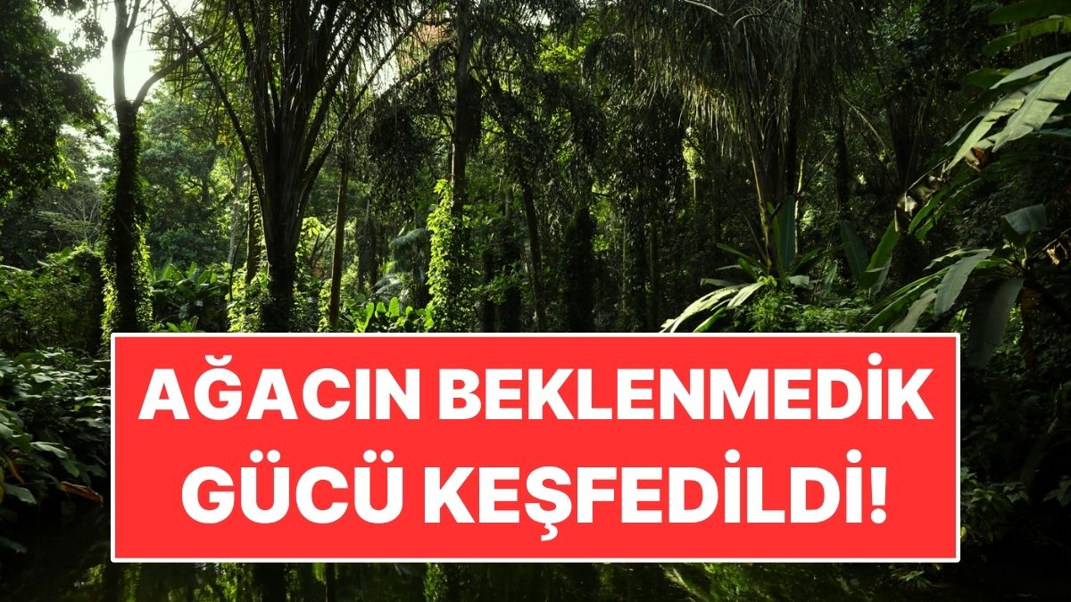 Brezilya’da Bir Ağacın Beklenmedik Gücü Keşfedildi! Hastalığa Karşı Umut Veriyor