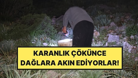 Gece Mesaisi Başladı: Dağlarda Işıklarla Arıyorlar, Kilosu 35 Lira