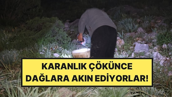 Gece Mesaisi Başladı: Dağlarda Işıklarla Arıyorlar, Kilosu 35 Lira