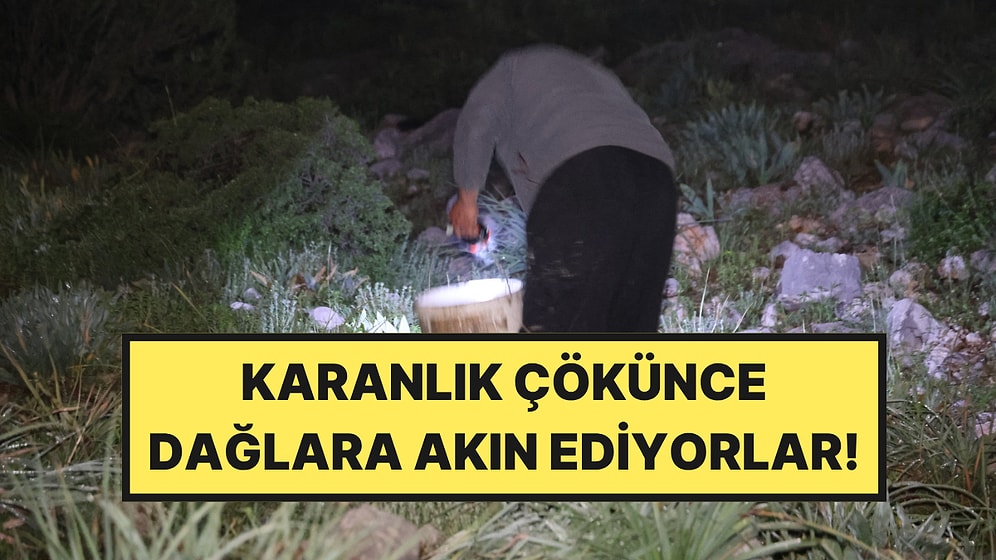 Gece Mesaisi Başladı: Dağlarda Işıklarla Arıyorlar, Kilosu 35 Lira