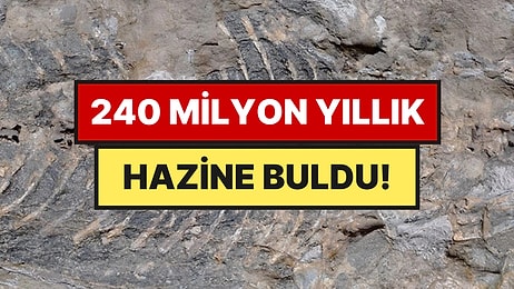 Bahçesine Duvar Yapmak İçin Aldığı Taştan 240 Milyon Yıllık Dünya Mirası Çıktı
