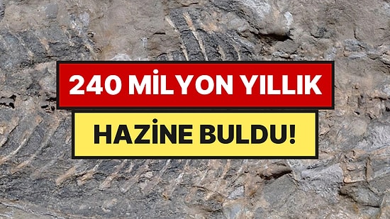Bahçesine Duvar Yapmak İçin Aldığı Taştan 240 Milyon Yıllık Dünya Mirası Çıktı
