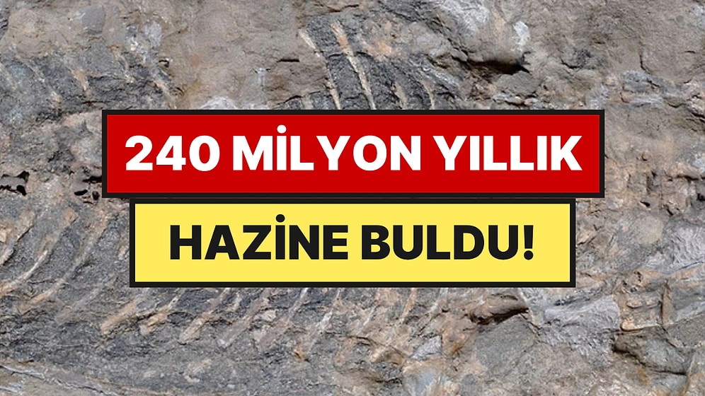 Bahçesine Duvar Yapmak İçin Aldığı Taştan 240 Milyon Yıllık Dünya Mirası Çıktı