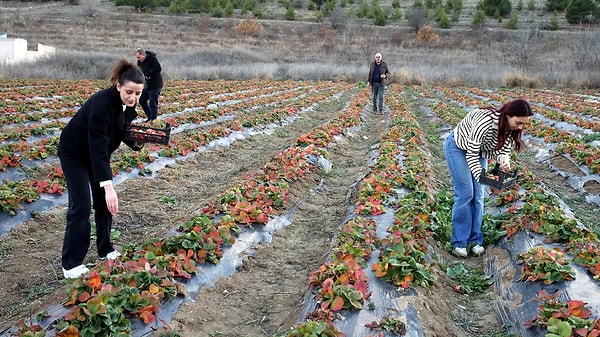 Türkiye'nin en verimli tarım topraklarına sahip illerinden biri olan Hatay'da, havaların ısınmasıyla birlikte tarımsal üretimde hareketlilik başladı.