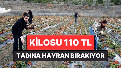 Tadıyla Hayran Bırakan Meyvenin Hasat Dönemi Başladı: Kilosu 110 TL
