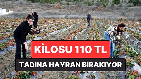 Tadıyla Hayran Bırakan Meyvenin Hasat Dönemi Başladı: Kilosu 110 TL
