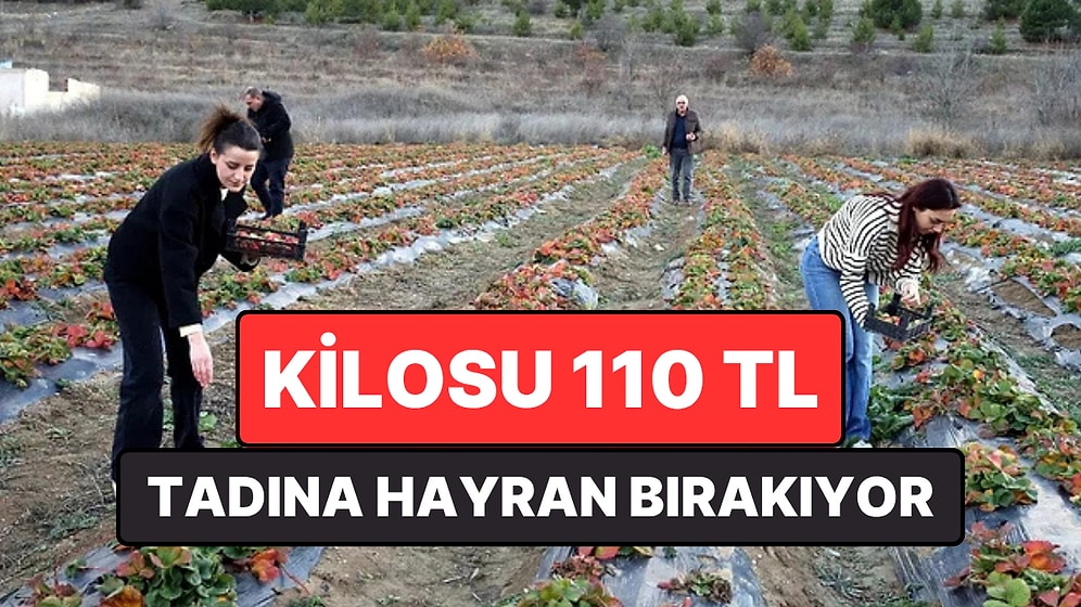 Tadıyla Hayran Bırakan Meyvenin Hasat Dönemi Başladı: Kilosu 110 TL