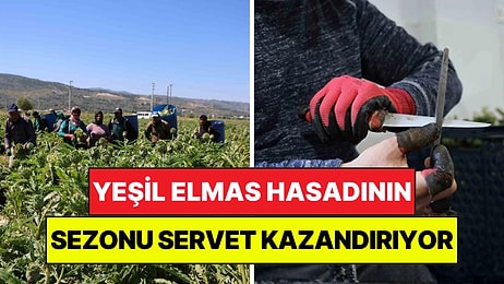 Yeşil Elmas Hasadı Başladı: 600 Kilometre Uzaktan Asgari Ücretin 4 Katını Kazanmaya Geliyorlar