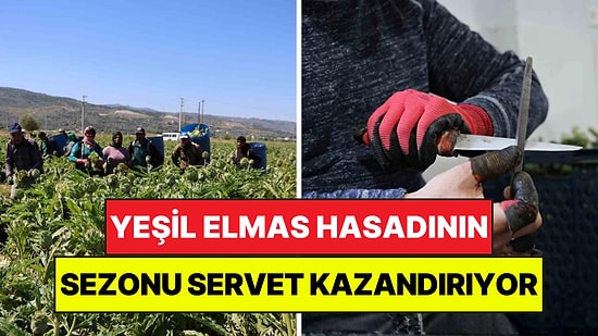 Asgari Ücretin 4 Katını Kazandırıyor: Yeşil Elmas Hasadı Yüzleri Güldürdü