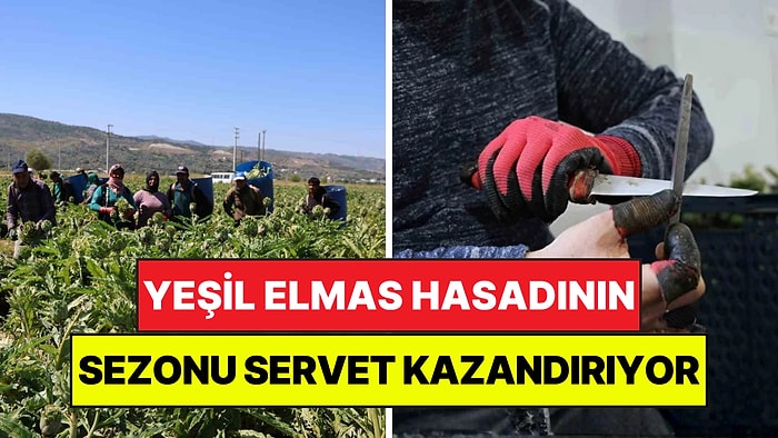 Asgari Ücretin 4 Katını Kazandırıyor: Yeşil Elmas Hasadı Yüzleri Güldürdü