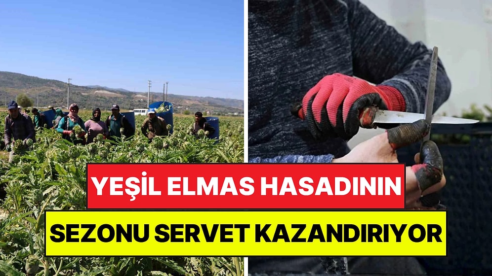 Asgari Ücretin 4 Katını Kazandırıyor: Yeşil Elmas Hasadı Yüzleri Güldürdü