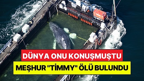 Dünya Onu Konuşmuştu: Meşhur Balina "Timmy" Danimarka Açıklarında Ölü Bulundu