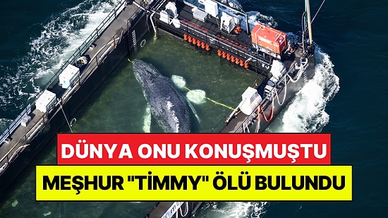 Dünya Onu Konuşmuştu: Meşhur Balina "Timmy" Danimarka Açıklarında Ölü Bulundu