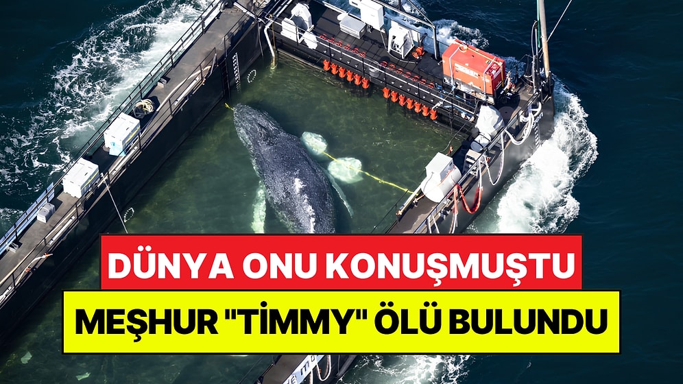 Dünya Onu Konuşmuştu: Meşhur Balina "Timmy" Danimarka Açıklarında Ölü Bulundu