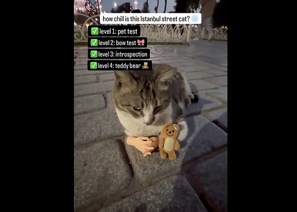 Bir Kedi Nasıl Sinirlenmeden Durabilir?