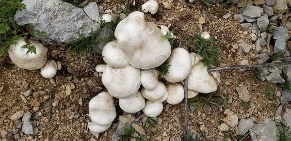 Yüksek besin değeri ve eşsiz lezzetiyle bilinen mantarın kilogram fiyatının pazarda 2 bin liraya kadar fırlaması dudak uçuklatıyor.