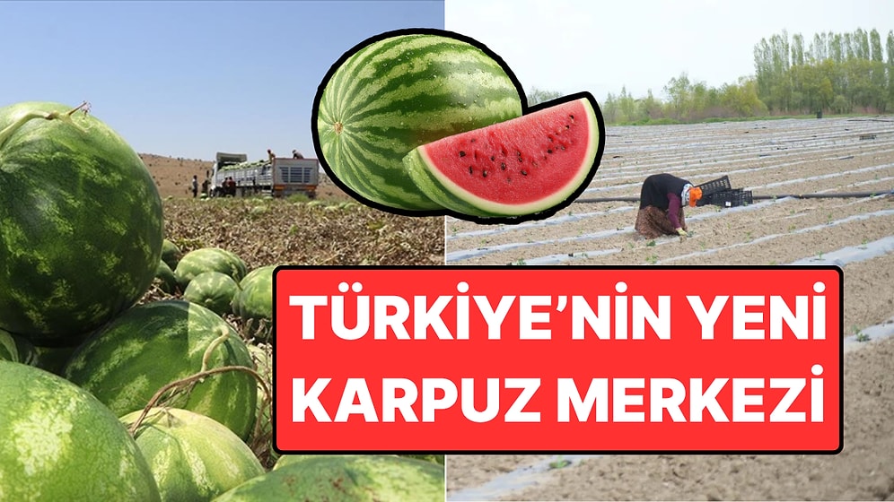 Tadıyla Diyarbakır ve Adana Karpuzuna Taş Çıkarttı: 240 Bin Tondan Fazla Üretildi!