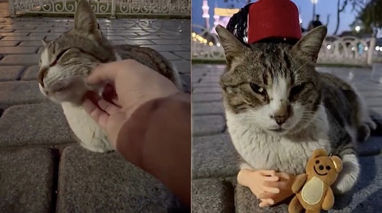 Tourist in Istanbul Puts a Stray Cat to a Hilarious Patience Test