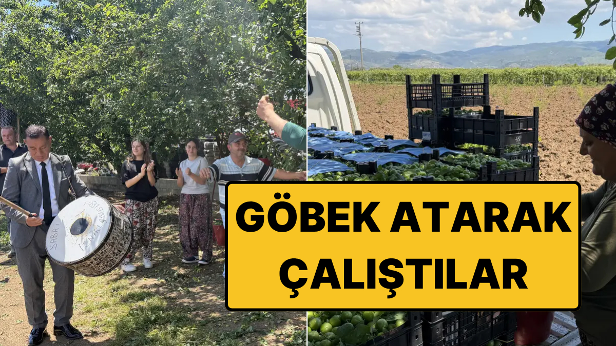 Üreticinin Yüzü Güldü: Geçen Yılın 4 Katı Ürün Alınca Hasadı Göbek Atarak Yaptılar!