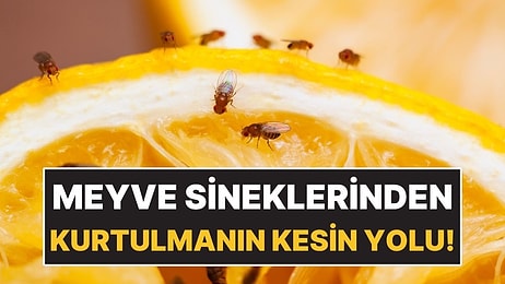 Meyve Sineklerinden 3 Malzemeyle Kurtulmak Mümkün