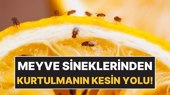 Meyve Sineklerinden 3 Malzemeyle Kurtulmak Mümkün