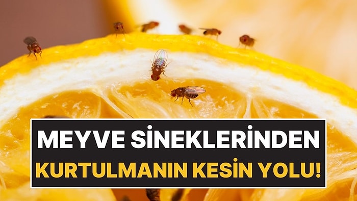 Meyve Sineklerinden 3 Malzemeyle Kurtulmak Mümkün