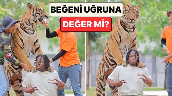 Tayland'da Kaplanla Poz Veren Turist Fotoğraf Çekilirken Yaşanan Gerilim Dolu Anları Paylaştı