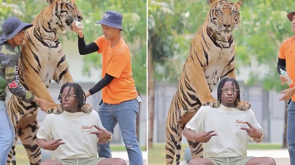 Tourist Shares Terrifying Moment While Posing With a Tiger in Thailand