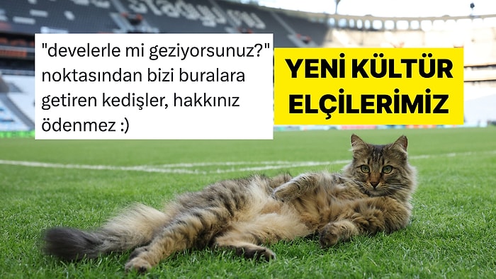UEFA Resmi Hesabından Kedili Avrupa Ligi Finali Paylaşımı