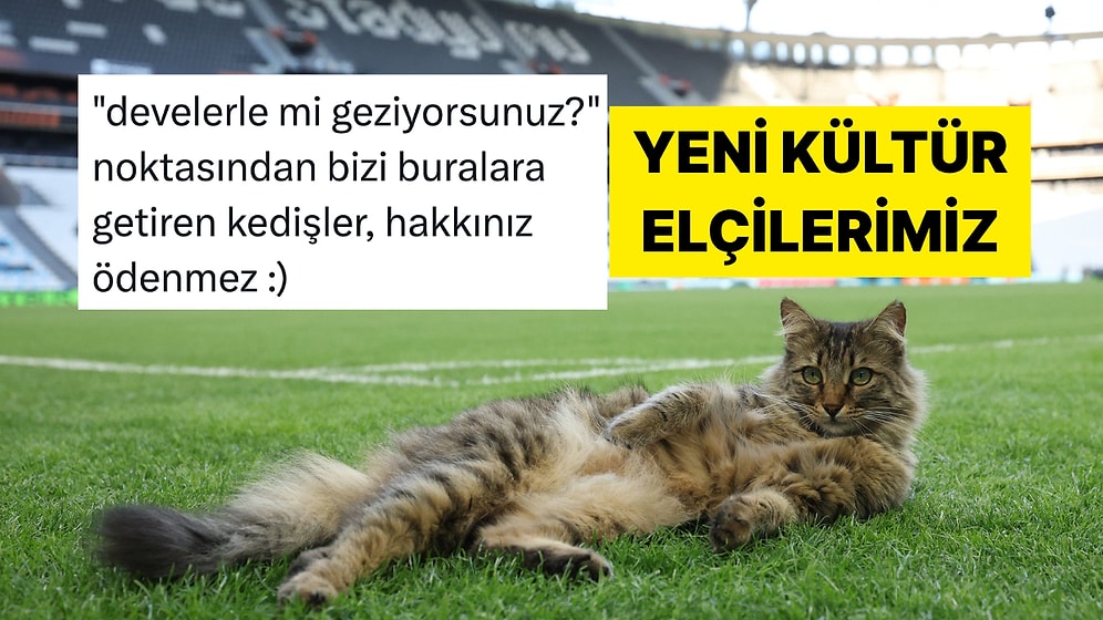 UEFA Resmi Hesabından Kedili Avrupa Ligi Finali Paylaşımı