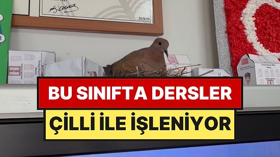 Tatil Sürprizi "Çilli": Açık Camdan Girip Akıllı Tahtanın Üzerine Yuva Kurdu