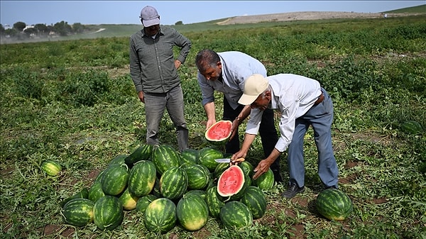 Türkiye'nin karpuz üreticilerinden biri olan Adana'da hasat başladı.