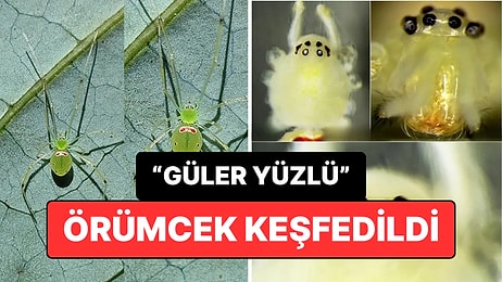 Birçoğumuzdan Mutlu: Yeni Örümcek Türü Keşfedildi