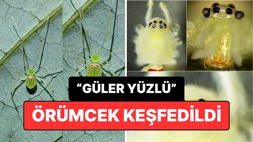 Birçoğumuzdan Mutlu: Yeni Örümcek Türü Keşfedildi