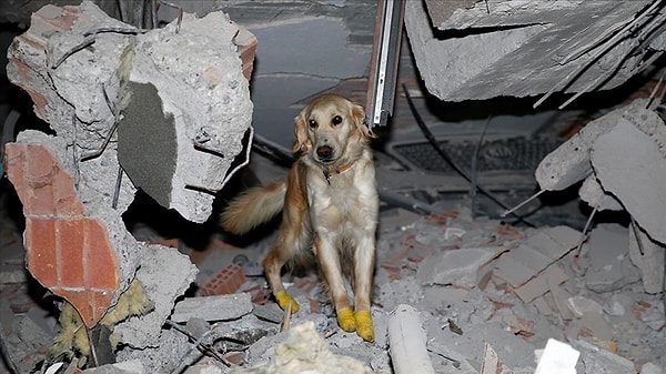 Arama köpekleri için özel frekans.