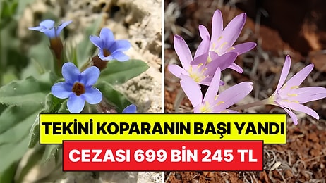 Koparmanın Cezası Milyonları Buluyor: Bu Bitkiler Dünyada Sadece Türkiye'de Yetişiyor