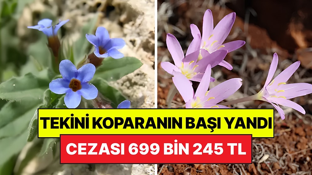 Koparmanın Cezası Milyonları Buluyor: Bu Bitkiler Dünyada Sadece Türkiye'de Yetişiyor