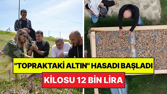 "Topraktaki Altın" Olarak Biliniyor: Kilosu 12 Bin Liradan Satılıyor