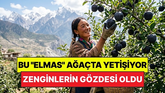 Dünyanın En Pahalı 'Elma'sı: Zenginlerin Gözdesi "Siyah Elmas" Binlerce Liraya Satılıyor