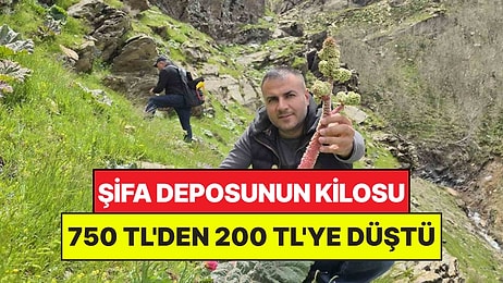 Kilosu 750 TL'den 200 TL'ye Düştü: Şifalı Bitkiyi Toplamak İçin Dağlara Çıkıyorlar