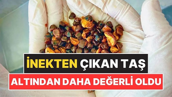 İneğin İçinden Çıkan Taş Altından Daha Pahalı Hale Geldi