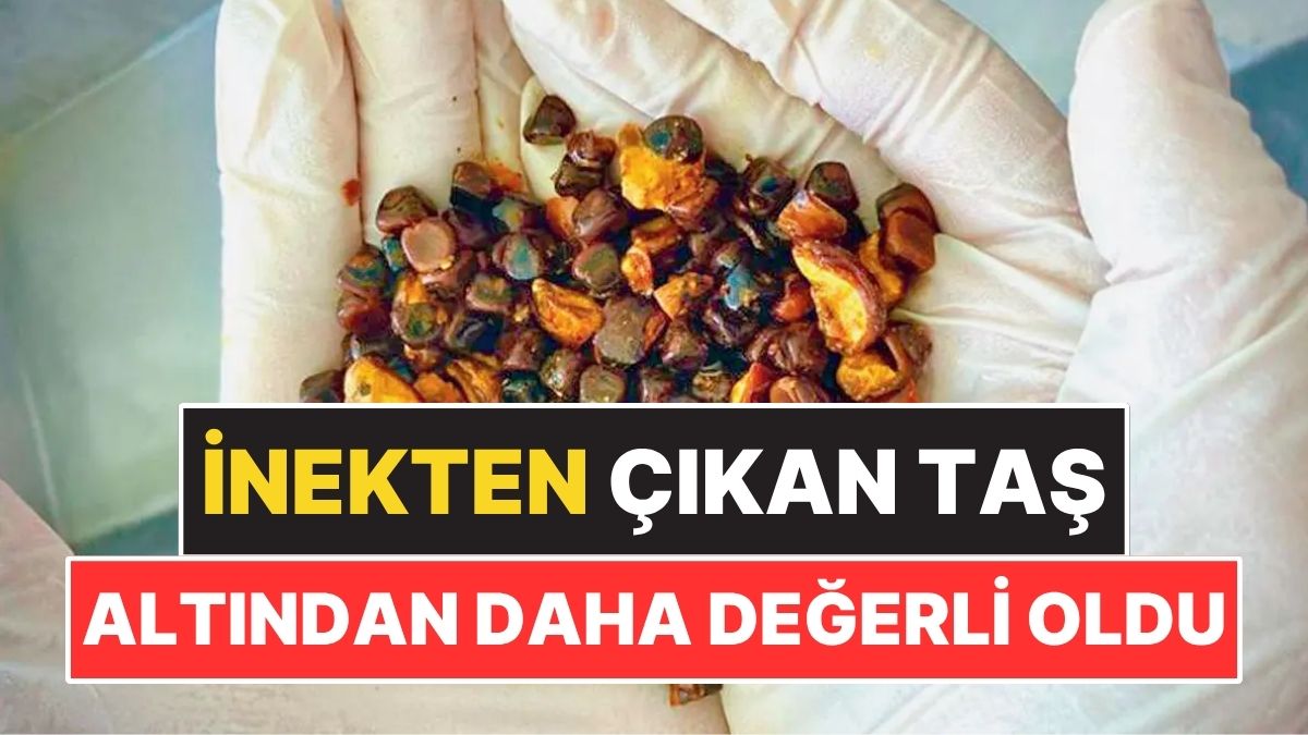 İneğin İçinden Çıkan Taş Altından Daha Pahalı Hale Geldi