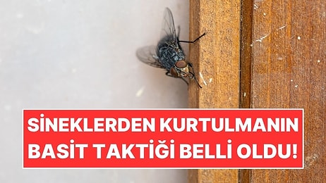 Yaz Aylarında Sinekleri Evden Uzak Tutmanın Basit Hilesi!