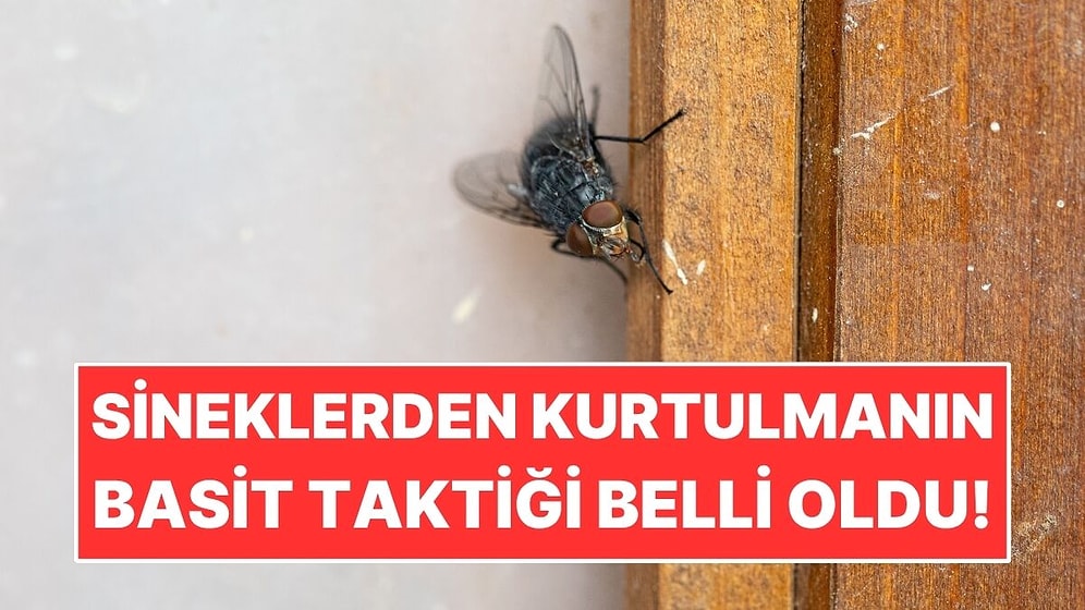 Yaz Aylarında Sinekleri Evden Uzak Tutmanın Basit Hilesi!
