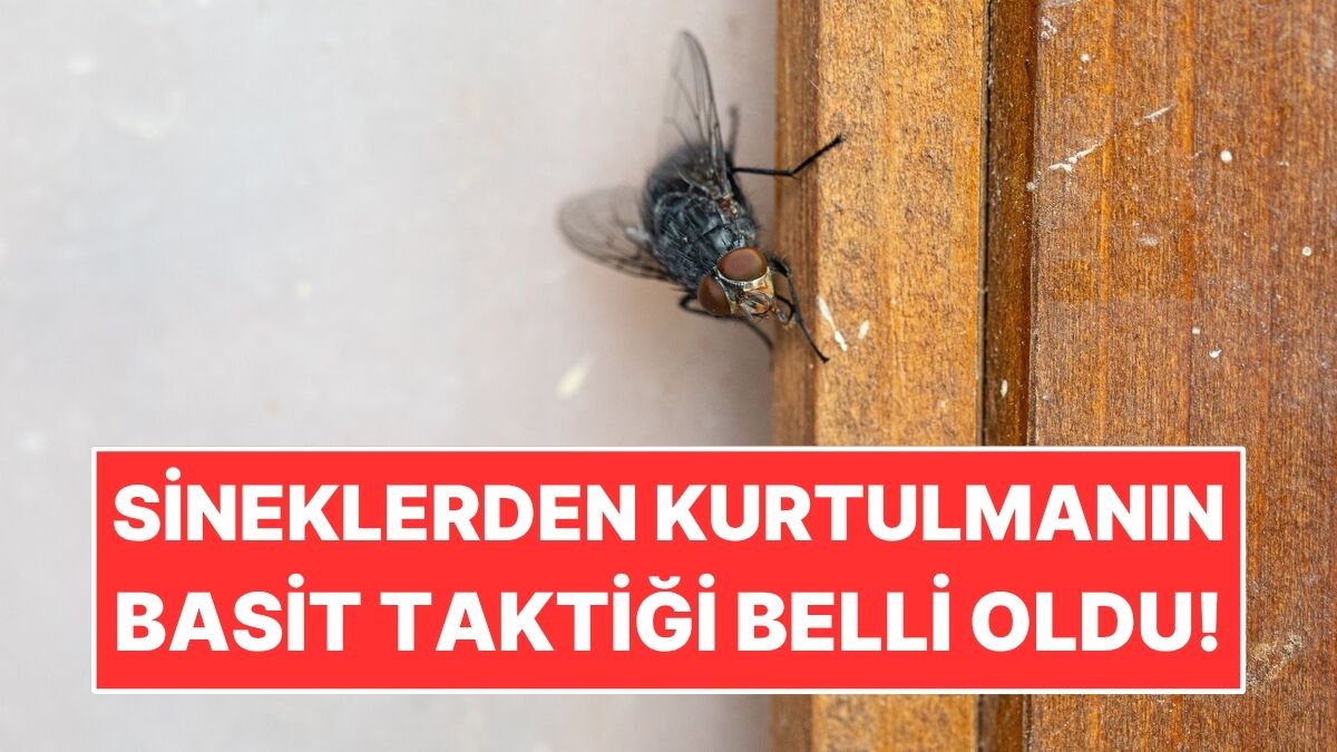 Yaz Aylarında Sinekleri Evden Uzak Tutmanın Basit Hilesi!