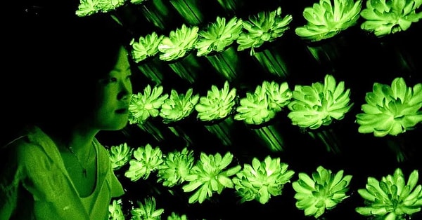Uzmanlar, bitkileri parlatan bu ve benzeri gen düzenleme tekniklerinin sadece peyzajda değil, insanlığın geleceğinde de kritik roller oynadığını belirtiyor.