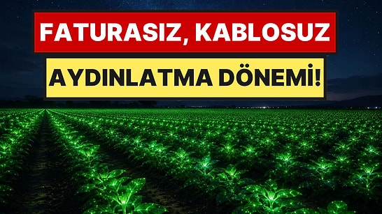 Elektrik Faturaları Tarih Oluyor: Artık Şehirler Bu Bitkiyle Aydınlatılacak